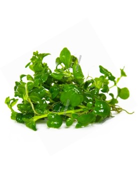 1x Hygrophila serpyllum -  1-2 Grow!