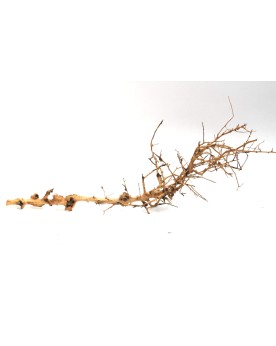 Drifwood "Branch" max 30cm