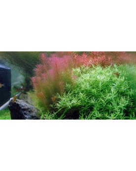 Rotala wallichii