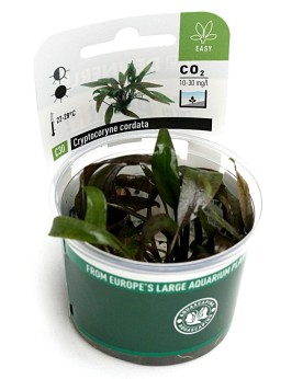 Cryptocoryne lutea ´Hobbit´  - Plant It!