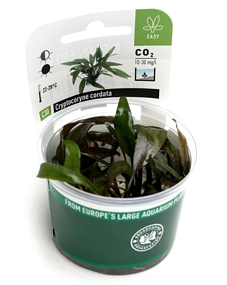 Cryptocoryne lutea ´Hobbit´  - Plant It!