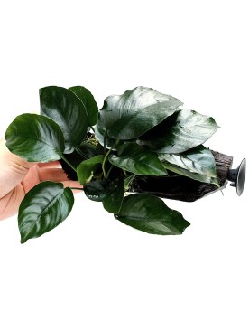 Anubias barteri sur racine à ventouse