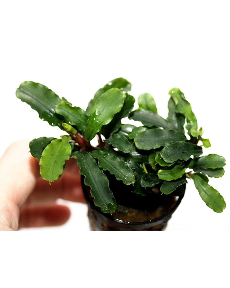 Bucephalandra f. motleyana "Sintang"