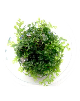 Bolbitis heteroclita difformis in Vitro