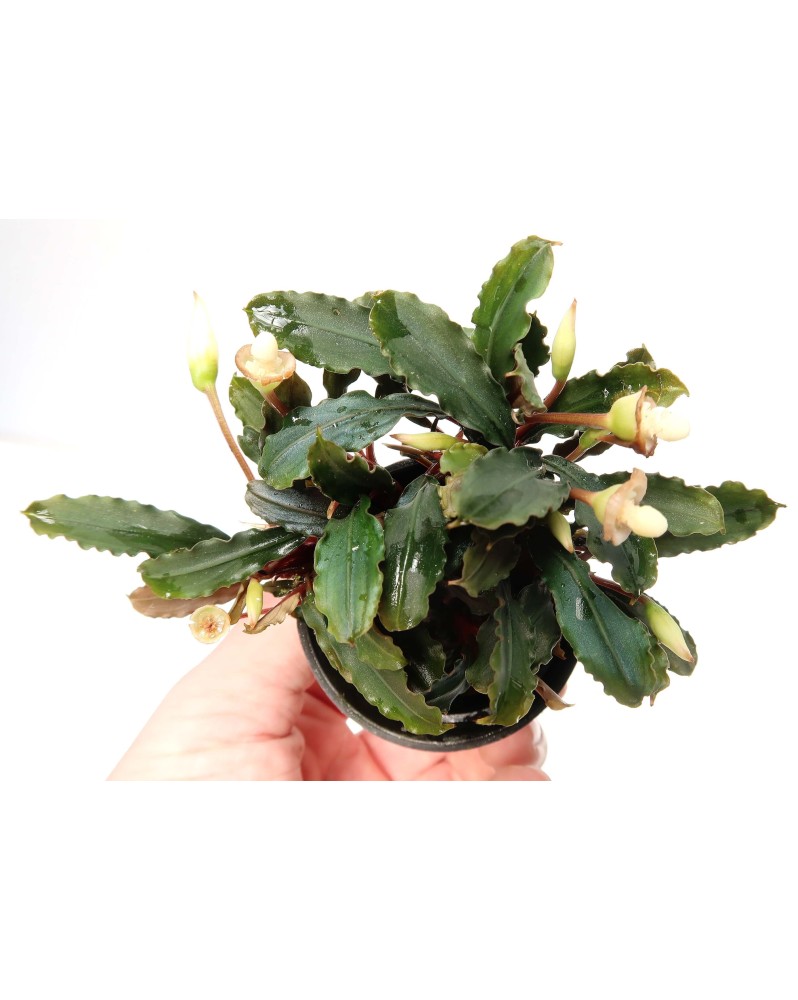 Bucephalandra sp "lamandau mini red" Bucephalandra sp "lamandau mini red"