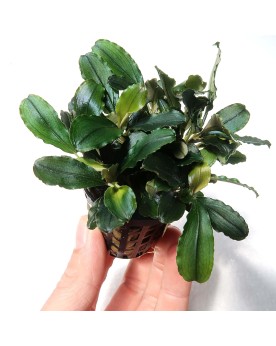 Bucephalandra sp Theia