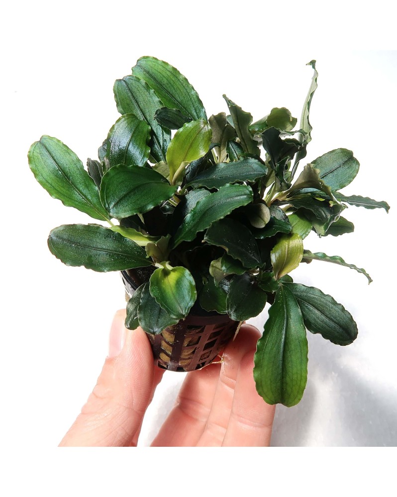 Bucephalandra sp Theia