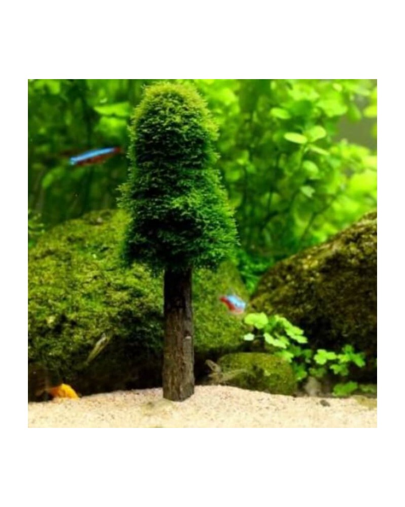 Moss Tree