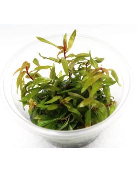 Nesea pedicellata "Golden" in Vitro!
