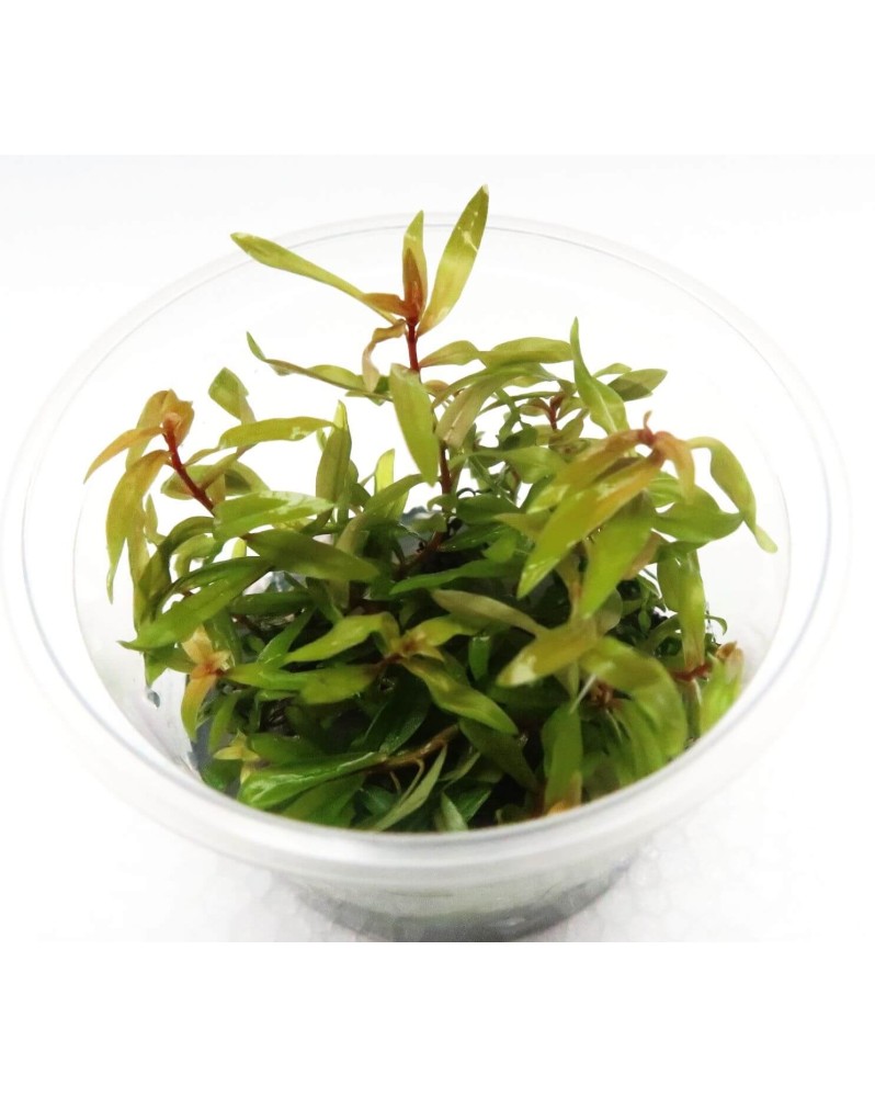 Nesea pedicellata "Golden" in Vitro!