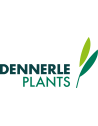 Dennerle Plants